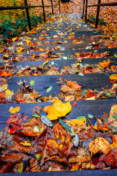 Maple leaves on a wooden outdoor ladder in the fall season