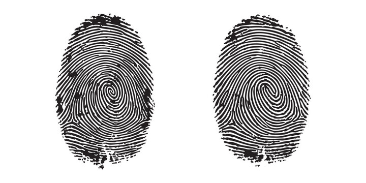 Two black human fingerprint patterns showing unique swirls and lines for identification and security