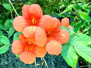 gros plan sur une fleur de baignons en forme de trompette dans un jardin un jour d'été © Christophe