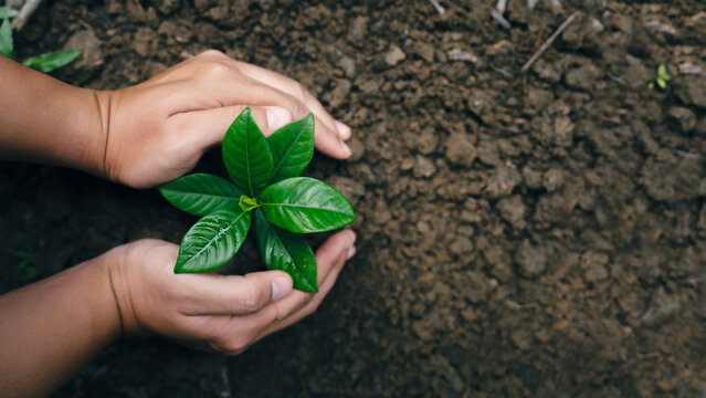 Sustainability environment concept. Hands planting seedlings or tree for environmental conservation,climate action, biodiversity, ecosystem restoration, carbon reduction and greener forest in future.