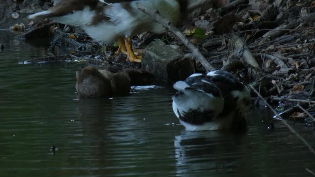 Group of hybrid ducks working together to forage in shallow water near fallen logs. Natural lighting, medium shot, teamwork atmosphere. Hard work and interconnection concept.
