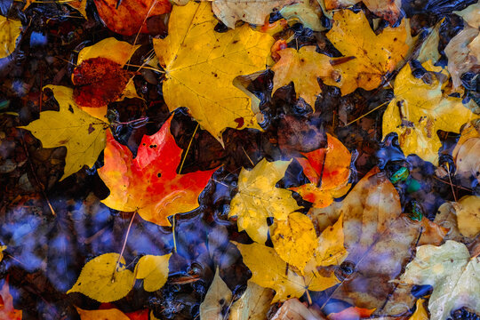 autumn maple leaves on the surface of water