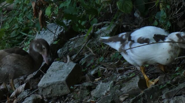 Two Mulard ducklings on rocky shore with one bird eating green plant and second climbing slope. Soft light, medium shot, growth atmosphere. Resilience and survival instinct concept.