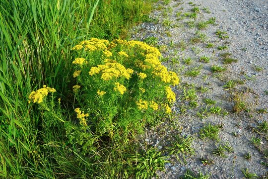  Poisonous plant, common ragwort (Jacobaea vulgaris) at the edge of a meadow