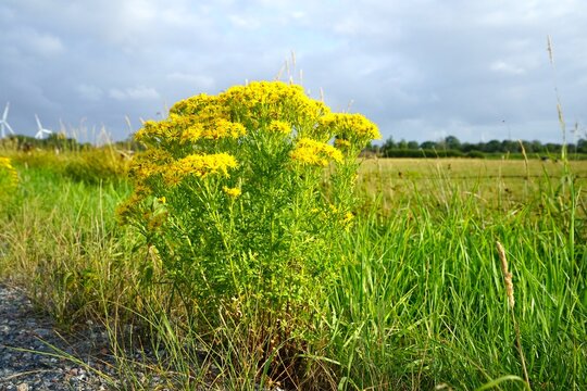 Poisonous plant, common ragwort (Jacobaea vulgaris) at the edge of a meadow