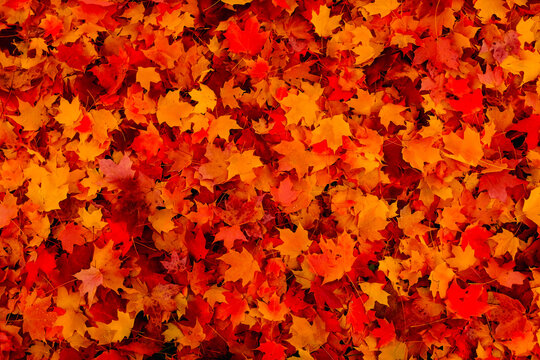 Maple leaves background in the fall season