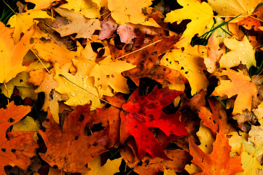 Maple leaves background in the fall season