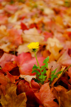 Autumn leaves and one yellow flower background in the fall season