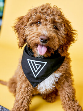 Cute Doodle Dog with Bandana: A fluffy, brown doodle puppy with curly fur and a black bandana featuring a white geometric pattern sits patiently.