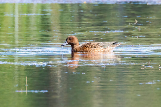 Eurasian wigeon