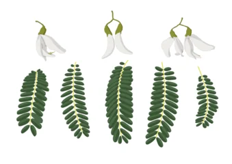 sesbania grandiflora and sesbania grandiflora leaves on white background © nantana