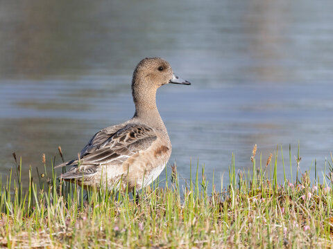 Eurasian wigeon