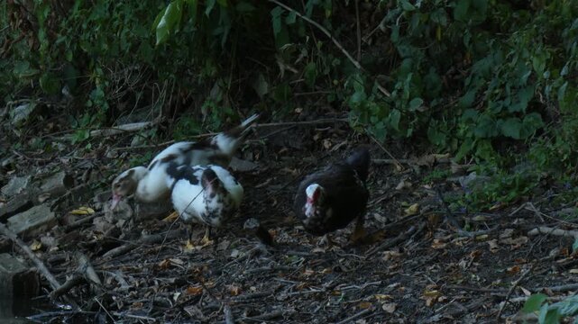 Group of hybrid Mulard ducks searching for food on dark ground near bushes and leaving frame. Low key, medium shot, wild biotope atmosphere. Survival instinct and vulnerability concept.