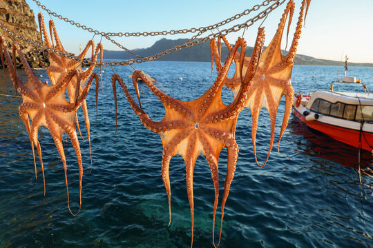 Fresh octopus hanging on chains to dry above clear blue Aegean waters near a fishing boat in Greece, showcasing traditional seafood preparation.