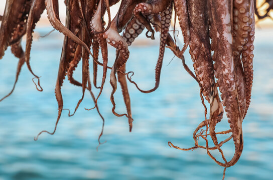  Close-up of octopus tentacles drying in the sun above blue Mediterranean waters, showcasing traditional Greek seafood preparation.