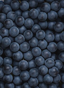 Full Frame Close Up of Ripe Dark Blue Wine Grapes Texture and Background