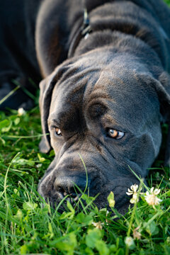 Close-up of Cane Corso dog lying on the green grass and relaxing on a sunny summer day