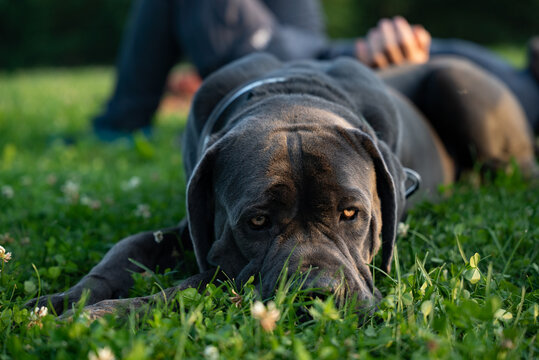 A Cane Corso dog in the foreground and his owner are lying on the grass, relaxing on a sunny summer day