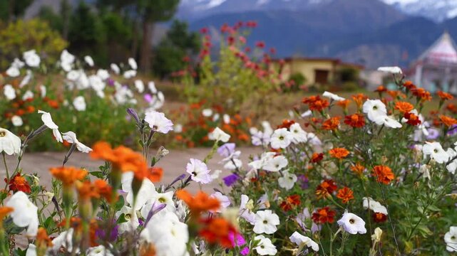 Cinematic Shallow Depth Of Field Shot Of Colorful Flowers In Munsyari Uttarakhand