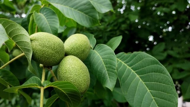 A close-up of green walnuts ripening. The Chandler walnut harvest. Juglans regia