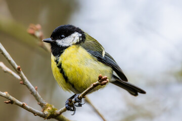 A Great Tit perches at Ham Wall, Somerset — black tie on, yellow waistcoat immaculate, ready for whatever the day brings. © Johnathan