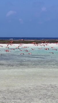 Caribbean Flamingos At Kralendijk In Bonaire Netherlands Antilles. Wildlife Landscape. Caribbean Background. Sea Birds Animals. Caribbean Flamingos At Kralendijk In Bonaire Netherlands Antilles.
