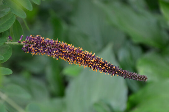 Amorpha Fruticosa vibrant purple flower spikes ln summer blooming season..Closeup, outdoors ,isolated fragrant flowering plant . 