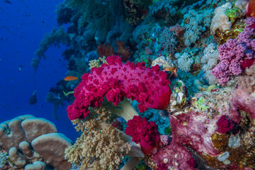 Close up of a vibrant pink soft coral on a colorful reef wall in Red Sea © underwaterstas
