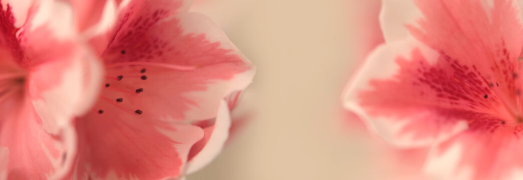 Smoke close-up celective soft focus beige pink Azalea Flower petal, pistil; stamen. Macro natural abstract blur background.