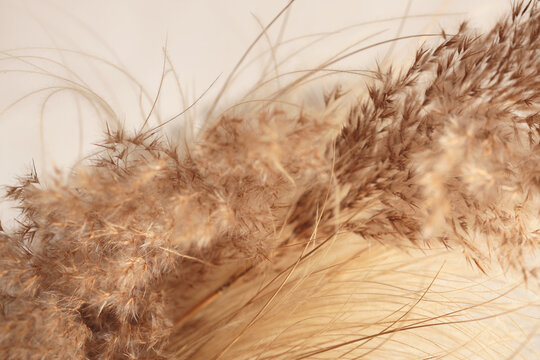 Smoke soft focus dry wild grass. Nature beige, brown neutral natural beige blur background.