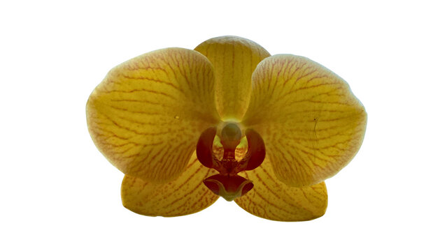 Yellow Phalaenopsis Orchid Flower Isolated on transparant Background