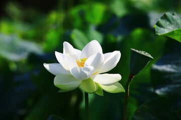 white Lotus flower blooming in the pond with green leaves  © qaz1235
