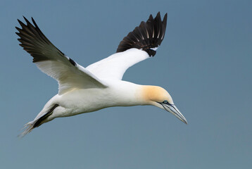 Fototapeta premium Gannet in flight