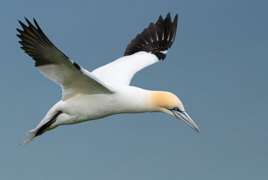 Gannet in flight