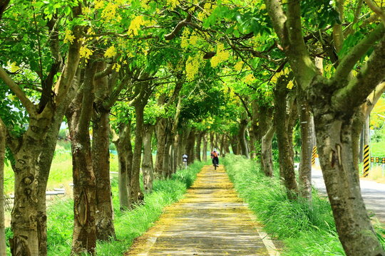 beautiful scenery of the Golden Shower Trees(Golden Shower Senna,Indian Laburnum,Pudding Pipe Trees) and path,many yellow flowers blooming among the branches in summer