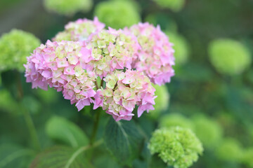 Fototapeta premium Close-up shot of pink and light green hydrangea flowers blooming in a lush garden with soft blurred background. Perfect for nature, gardening, and floral design concepts.