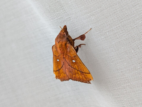 Brown moth with white spots sitting on a white textured fabric.