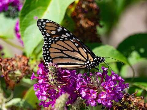 a monarch feeding on a butterfly bush