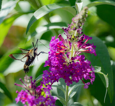a hummingbird moth sipping nectar