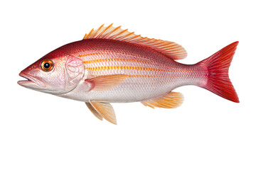 Fototapeta premium Red and yellow striped fish with orange png transparent