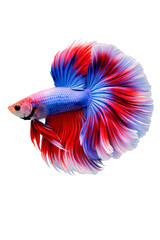 Fototapeta premium Red, white, and blue betta fish with large, png transparent