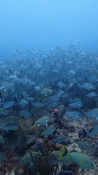 Scuba diving perspective of a large school of fish swimming peacefully over a vibrant coral reef