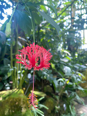 Fringed red hibiscus flower blooming in a tropical garden © Lunara