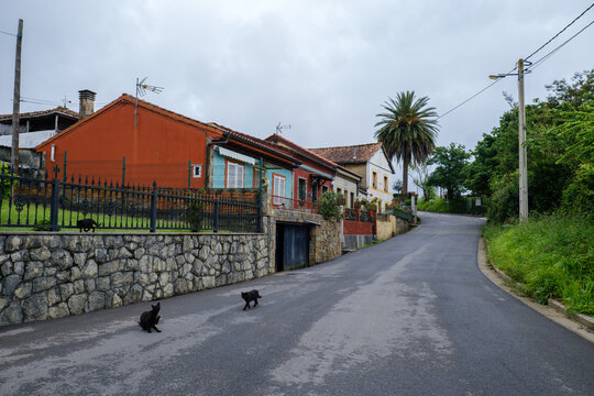 Black cats on a quiet asphalt street with traditional colorful houses along the historic Camino Primitivo route.
