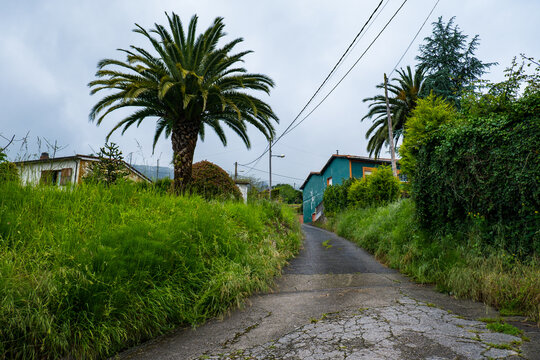 A narrow village road lined with prominent palm trees and traditional houses along the Camino Primitivo pilgrimage route.