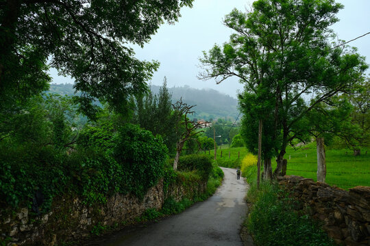 Pilgrim with a large backpack and a hiking pole walks along a winding rural road during a rainy or overcast day on the Camino Primitivo route.