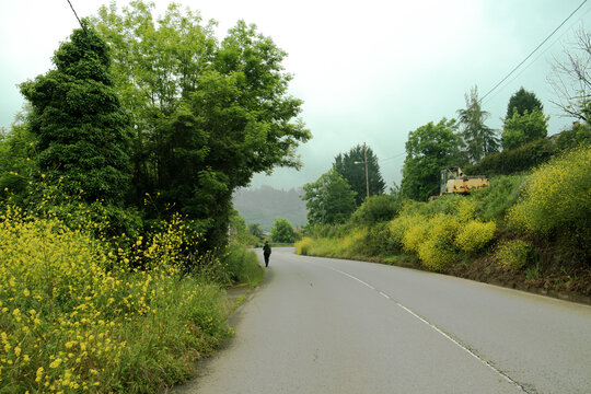 Pilgrim with a large backpack and a hiking pole walks along a winding rural road during a rainy or overcast day on the Camino Primitivo route.