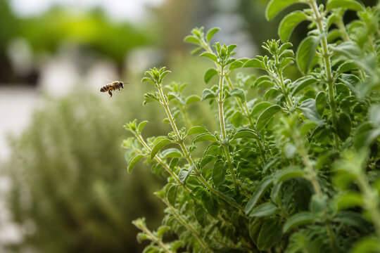 A small bee is flying near lush green foliage in an outdoor, natural setting.