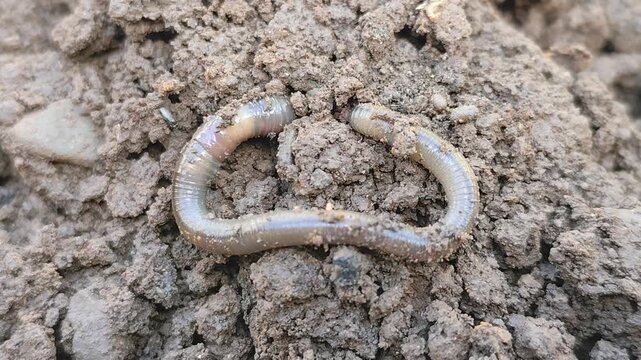 Earthworms Digging In Wet Soil. Large worms crawl into making holes in the black soil, where the worms are. Moist, living substrate. biodiversity and vitality. bugs. Invertebrates. environment.