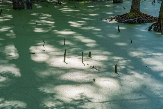 Cypress knees poking through bright green duckweed in swamp